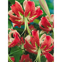Цибулина Лілія звисаюча Speciosum Rubrum 10 шт