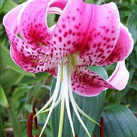 Цибулина Лілія звисаюча Speciosum Rubrum 10 шт