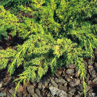 Саджанці Ялівцю китайського Плюмоза (Juniperus chinensis Plumosa)
