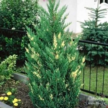 Саджанці Ялівцю китайського Варієгата (Juniperus chinensis Variegata)