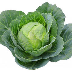 Насіння капусти Етма F1, 1000 насінин — ультраранній гібрид (45-50 днів), білокачанна Rijk Zwaan