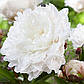 Півонія Сара Бернар (білий), фото 2