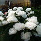 Півонія Сара Бернар (білий), фото 3
