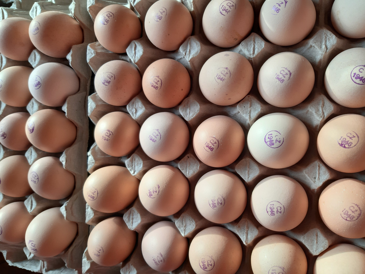 Бройлер КОББ 500 (Чехія) яйце, фото 1