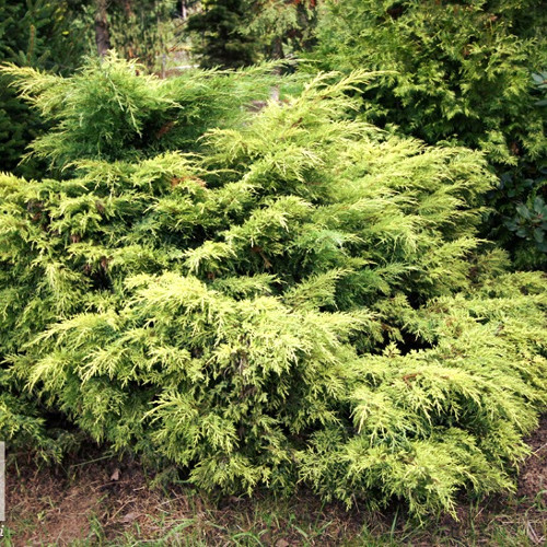 Саджанці Ялівцю середнього або пфитцериана Голден Джой (Juniperus pfitzeriana Golden Joy)