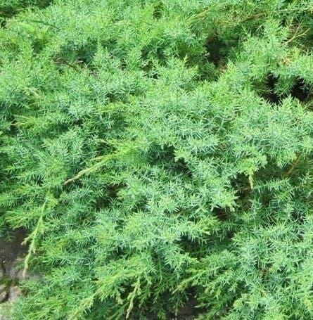 Саджанці Ялівцю даурского (Juniperus davurica)
