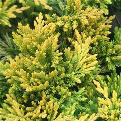 Саджанці Ялівцю горизонтального Мазер Лод (Juniperus horizontalis Mother Lode)