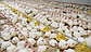 КОББ 500 бройлер яйця інкубаційні виробництва Чехія, фото 3