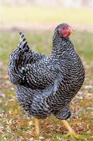 Інкубаційне яйце Гріз бар, фото 1