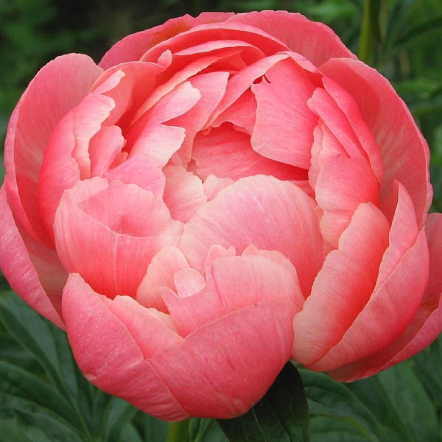Півонія трав'яниста Coral Charm саджанці (кореневища)