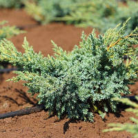 Саджанці Ялівцю лускатого Блю Швед (Juniperus squamata Blue Swede)