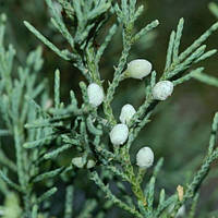 Саженцы можжевельника виргинского Бурки (Juniperus virginiana Burkii)