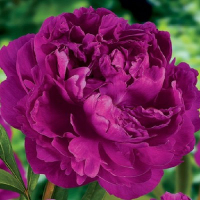 Півонія трав'яниста Riches and Fame саджанці (кореневища), фото 1