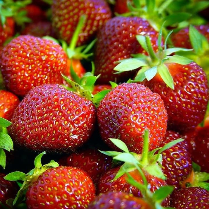 Саджанці полуниці в касеті Ерлі Глоу (Earley Glow)- дуже рання, солодка, урожайна (в касеті) + Подарунок, фото 1