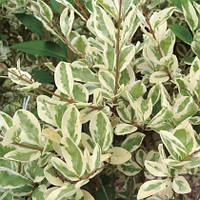 Бирючина овальнолистная Аргентум, Ligustrum ovalifolium argenteum