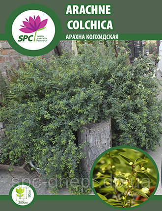 Арахна колхідська (Arachne Colchica), фото 1
