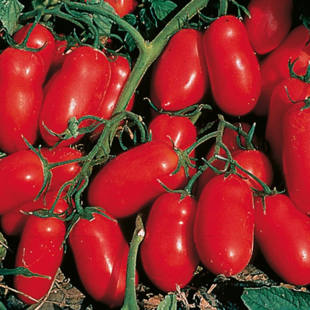 Насіння томату Інкас F1 (Nunhens/ Агропак) 100 сем — ранній, червоний, детермінантний, сливка