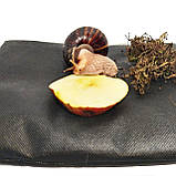 Мат (матрац) для равликів ахатин, 20х30 см, фото 3