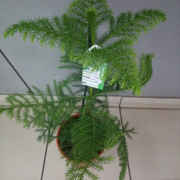 Горшечное растение Араукария (комнатная ель) - фото 2 - id-p1132638535