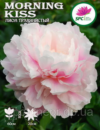Півонія трав'янистий Morning Kiss