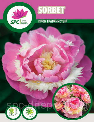Півонія трав'янистий Sorbet