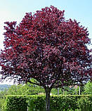 Слива Піссарді насіння (10 шт) (Prunus cerasifera Pissardii) червонолиста, фото 4
