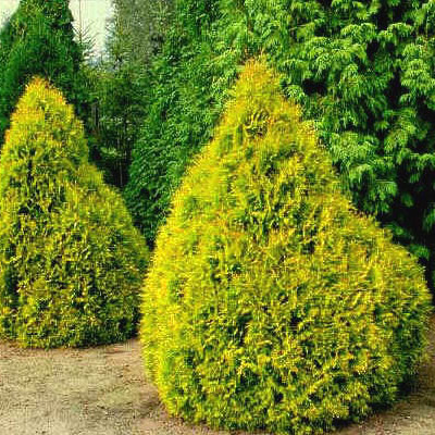 Саджанці Туї західної Рейнголд (Thuja occidentalis Rheingold)