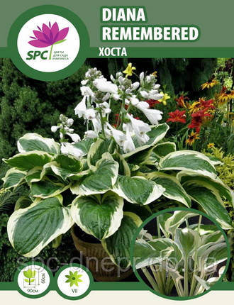 Хоста Diana Remembered, фото 1