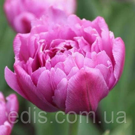 Тюльпан махровий ранній Margarita (Маргарита) 3 цибулини, фото 1