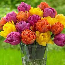 Тюльпан махровий ранній Margarita (Маргарита) 3 цибулини, фото 2