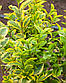 Саджанці бирючини звичайної Ауреум (Ligustrum vulgare Aureum), фото 3
