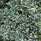 Бересклет Форчуна Емеральд Гаети (Euonymus fortunei Emerald Веселість), фото 2