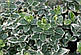 Бересклет Форчуна Емеральд Гаети (Euonymus fortunei Emerald Веселість), фото 6