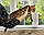 Дівчинка бенгал, ін. 15.06.2020. Бенгальські кошенята з розплідника Royal Cats. Україна, Київ, фото 7