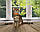 Дівчинка бенгал, ін. 15.06.2020. Бенгальські кошенята з розплідника Royal Cats. Україна, Київ, фото 3