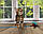 Хлопчик бенгал (бежевий нашийник), ін. 22.05.2020. Бенгальські кошенята з розплідника Royal Cats. Україна, Київ, фото 8