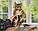 Хлопчик бенгал (бежевий нашийник), ін. 22.05.2020. Бенгальські кошенята з розплідника Royal Cats. Україна, Київ, фото 3