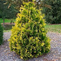 Саженцы Туи западной Ауресценс (Thuja occidentalis Aurescens)