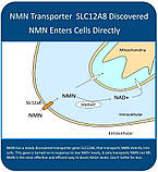 MAAC10 NMN (нікотинамід мононуклеотид), 125 мг НМН, 30 капсул, фото 4