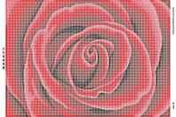 Картина для вишивки бісером БС-2022 Троянда