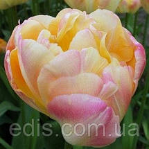 Набір цибулин квітів Карамель 7 цибулин тюльпанів, фото 2