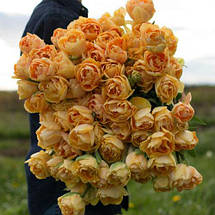 Тюльпан махровий ранній Charming Lady (Шармін Леді) 3 цибулинки, фото 4