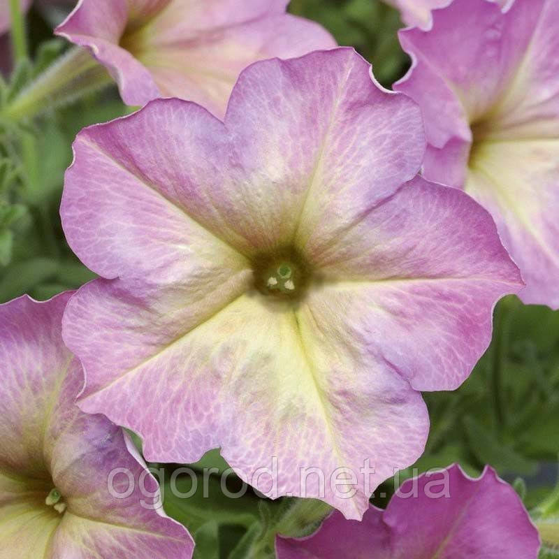 Дебонейр насіння петунії 5 шт Pan American Dusty Rose