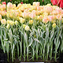 Тюльпан махровий пізній Happy Upstar (Хепі Апстар) Декоративнолистяний! 3 цибулини, фото 5