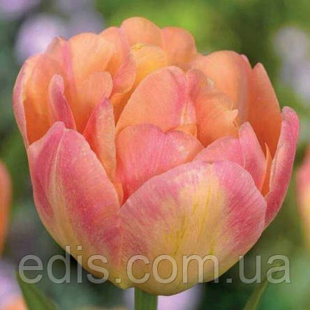Тюльпан махровий пізній Happy Upstar (Хепі Апстар) Декоративнолистяний! 3 цибулини, фото 1