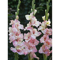 Цибулини 10/12 Гладіолус Гофрований Mindset 60 шт