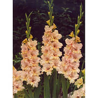 Цибулини Гладіолус Гофрований Sacramento Frizzle 60 шт