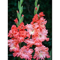 Цибулини Гладіолус Гофрований Fire Frizzle 60 шт