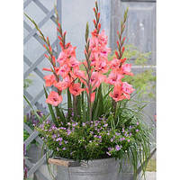 Цибулини Гладіолус низькорослий бамбіно Natasja 60шт