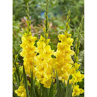 Цибулини Гладіолус низькорослий бамбіно Golden Sunrise 60 шт